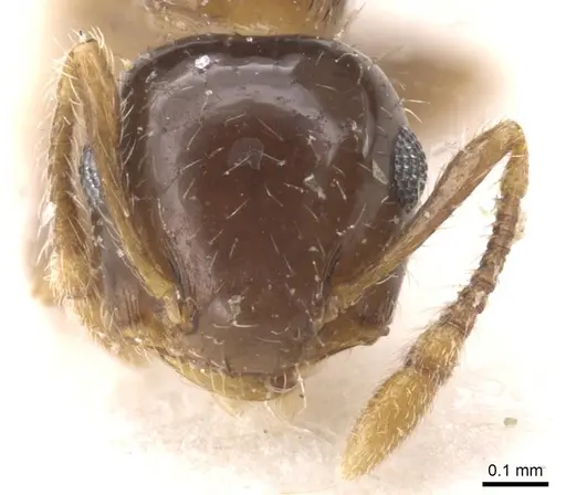 Crematogaster sordidula specimen CASENT0913615 image casent0913615_2