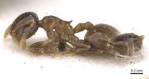 Crematogaster sordidula specimen CASENT0913615 image casent0913615_3