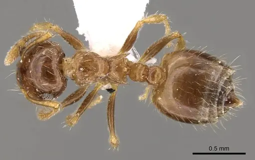 Crematogaster sordidula specimen CASENT0914545 image casent0914545_1