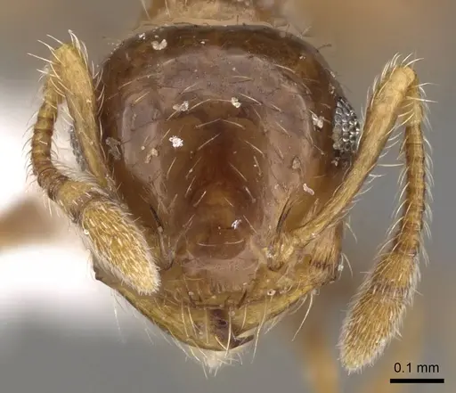 Crematogaster sordidula specimen CASENT0914545 image casent0914545_2