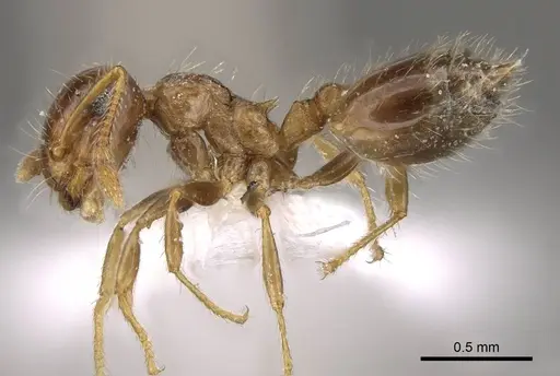 Crematogaster sordidula specimen CASENT0914545 image casent0914545_3