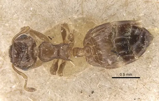 Crematogaster sordidula specimen CASENT0917800 image casent0917800_1