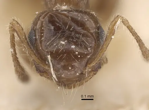 Crematogaster sordidula specimen CASENT0917800 image casent0917800_2