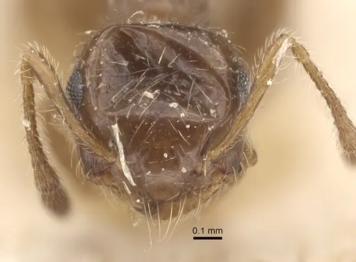 Crematogaster sordidula specimen CASENT0917800 image casent0917800_3
