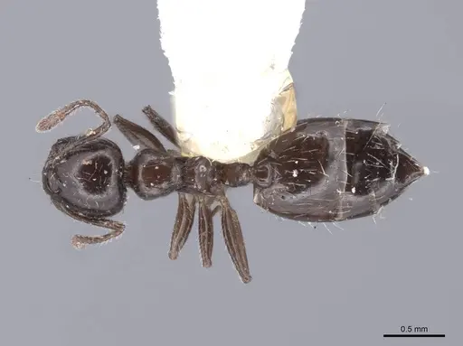 Crematogaster sordidula specimen FMNHINS0000047859 image fmnhins0000047859_1