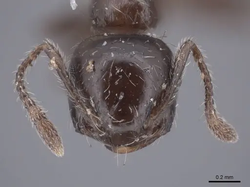Crematogaster sordidula specimen FMNHINS0000047859 image fmnhins0000047859_2