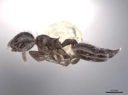 Crematogaster sordidula specimen FMNHINS0000047859 image fmnhins0000047859_3