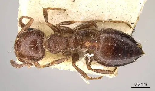 Crematogaster sorokini specimen CASENT0914149 image casent0914149_1