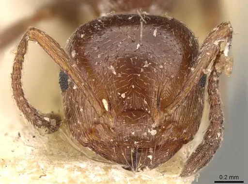 Crematogaster sorokini specimen CASENT0914149 image casent0914149_2