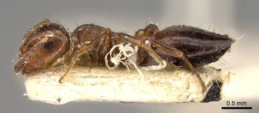 Crematogaster sorokini specimen CASENT0914149 image casent0914149_3