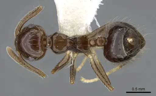 Crematogaster sotobosque specimen CASENT0914644 image casent0914644_1