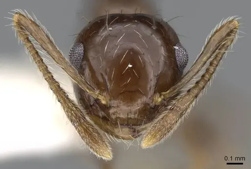 Crematogaster sotobosque specimen CASENT0914644 image casent0914644_2