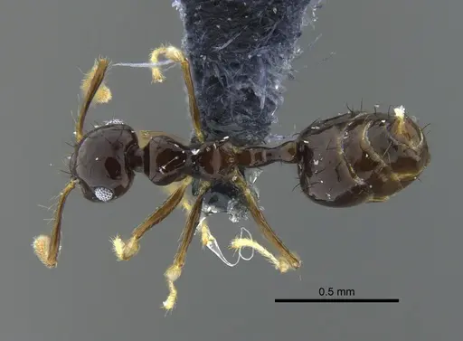 Crematogaster sotobosque specimen CBUMAGENT41931 image cbumagent41931_1