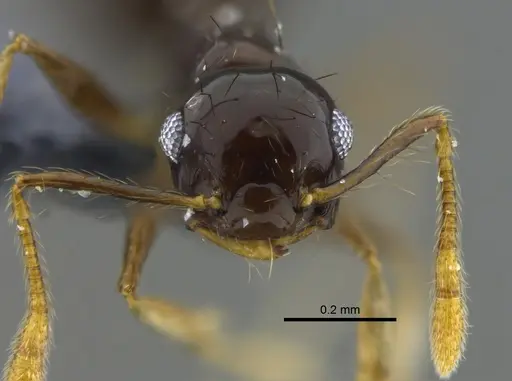 Crematogaster sotobosque specimen CBUMAGENT41931 image cbumagent41931_2