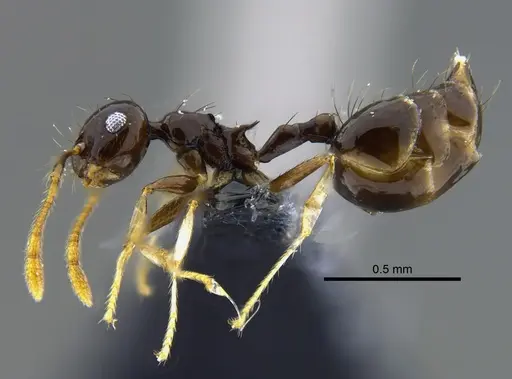 Crematogaster sotobosque specimen CBUMAGENT41931 image cbumagent41931_3