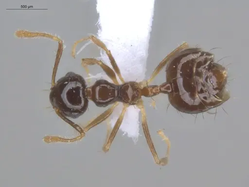 Crematogaster sotobosque specimen ECOFOG-IT14-0304-20 image ecofog-it14-0304-20_1