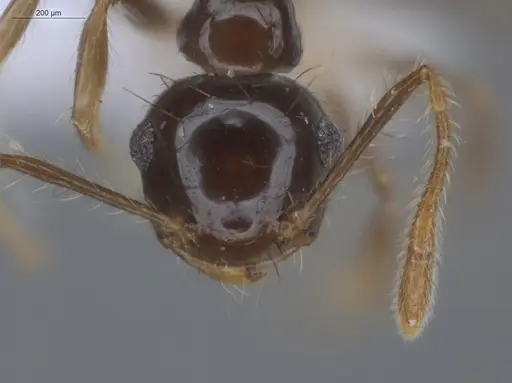 Crematogaster sotobosque specimen ECOFOG-IT14-0304-20 image ecofog-it14-0304-20_2