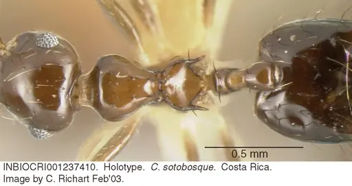 Crematogaster sotobosque specimen INBIOCRI001237410 image inbiocri001237410_1