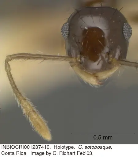 Crematogaster sotobosque specimen INBIOCRI001237410 image inbiocri001237410_2