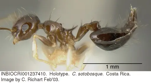 Crematogaster sotobosque specimen INBIOCRI001237410 image inbiocri001237410_3