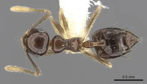 Crematogaster sotobosque specimen JTLC000001217 image jtlc000001217_1