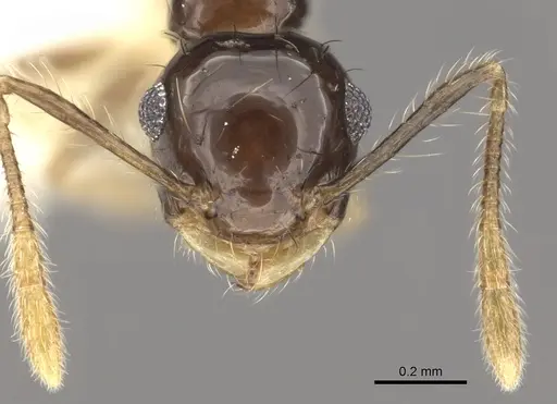 Crematogaster sotobosque specimen JTLC000001217 image jtlc000001217_2
