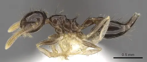 Crematogaster sotobosque specimen JTLC000001217 image jtlc000001217_3