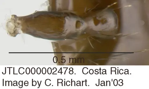 Crematogaster sotobosque specimen JTLC000002478 image jtlc000002478_1
