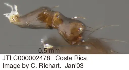 Crematogaster sotobosque specimen JTLC000002478 image jtlc000002478_2