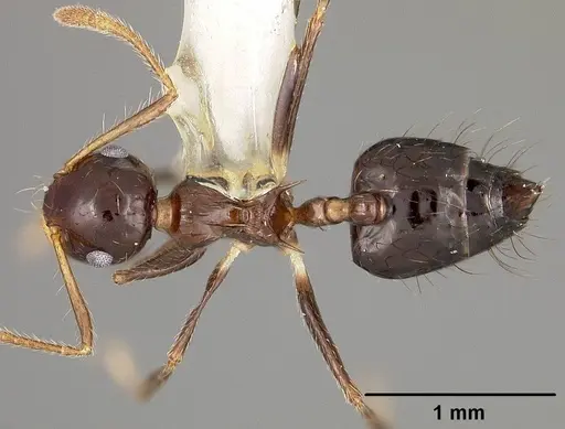 Crematogaster sotobosque specimen USNMENT00442062 image usnment00442062_1