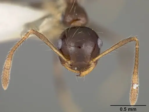Crematogaster sotobosque specimen USNMENT00442062 image usnment00442062_2