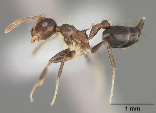 Crematogaster sotobosque specimen USNMENT00442062 image usnment00442062_3