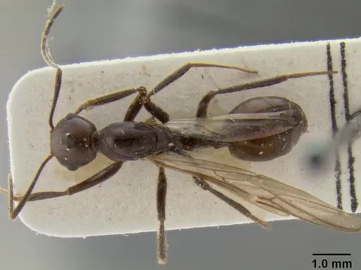 Crematogaster stadelmanni specimen CASENT0171186 image casent0171186_1