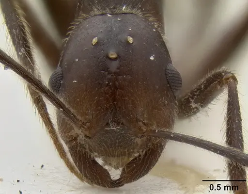 Crematogaster stadelmanni specimen CASENT0171186 image casent0171186_2
