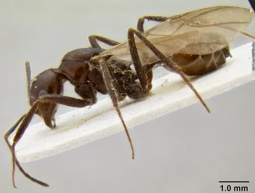 Crematogaster stadelmanni specimen CASENT0171186 image casent0171186_3