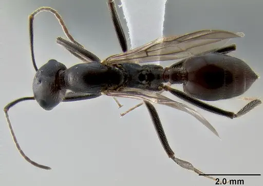 Crematogaster stadelmanni specimen CASENT0193573 image casent0193573_1