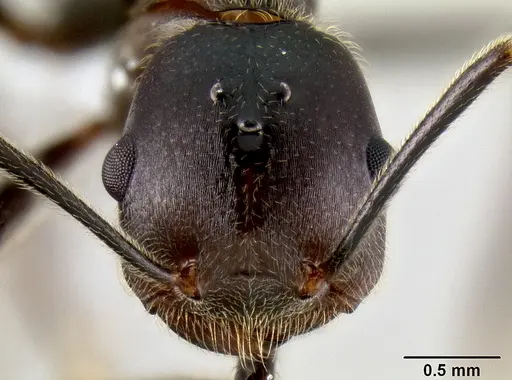 Crematogaster stadelmanni specimen CASENT0193573 image casent0193573_2