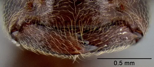 Crematogaster stadelmanni specimen CASENT0193573 image casent0193573_3
