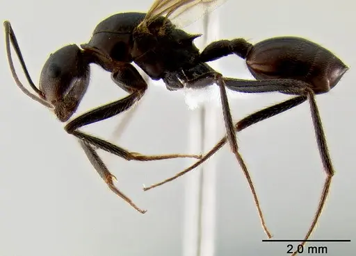 Crematogaster stadelmanni specimen CASENT0193573 image casent0193573_4