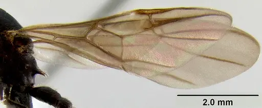 Crematogaster stadelmanni specimen CASENT0193573 image casent0193573_5
