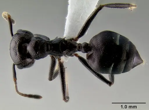 Crematogaster stadelmanni specimen CASENT0193787 image casent0193787_1
