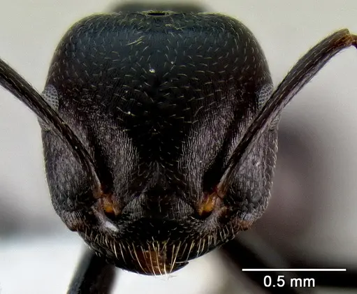 Crematogaster stadelmanni specimen CASENT0193787 image casent0193787_2