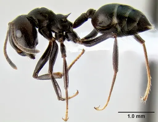 Crematogaster stadelmanni specimen CASENT0193787 image casent0193787_3