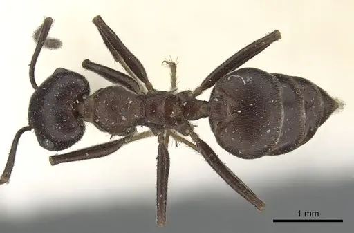 Crematogaster stadelmanni specimen CASENT0902068 image casent0902068_1