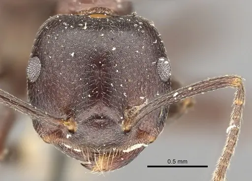 Crematogaster stadelmanni specimen CASENT0902068 image casent0902068_2