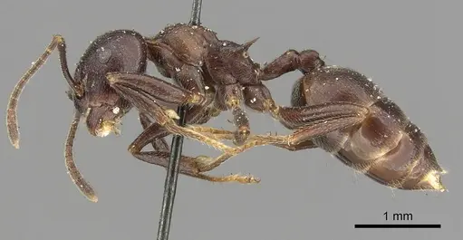 Crematogaster stadelmanni specimen CASENT0902068 image casent0902068_3