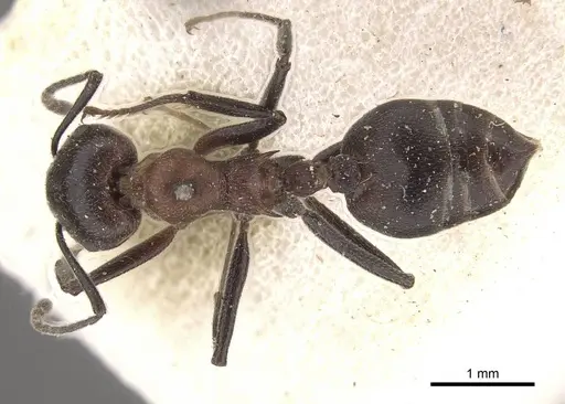 Crematogaster stadelmanni specimen CASENT0908649 image casent0908649_1