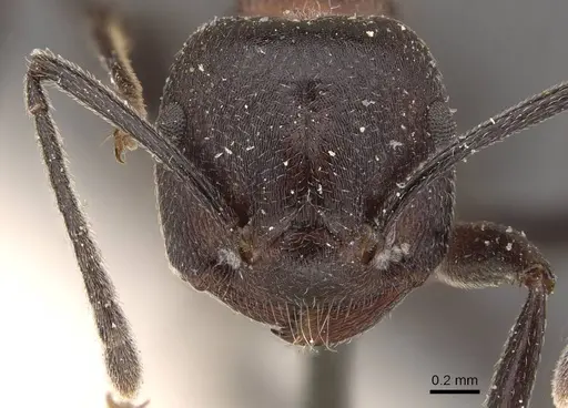 Crematogaster stadelmanni specimen CASENT0908649 image casent0908649_2