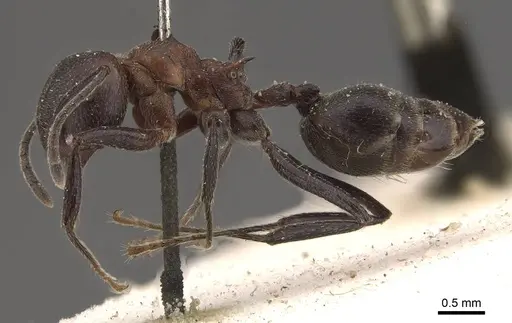 Crematogaster stadelmanni specimen CASENT0908649 image casent0908649_3