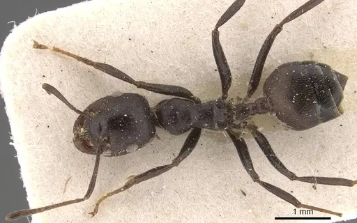 Crematogaster stadelmanni specimen CASENT0908650 image casent0908650_1